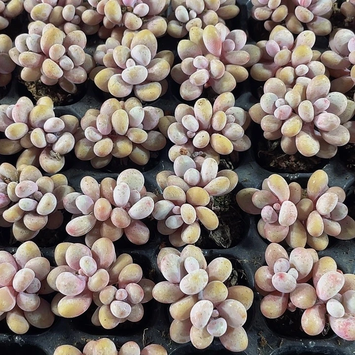 双头小桃蛋1元带土发货