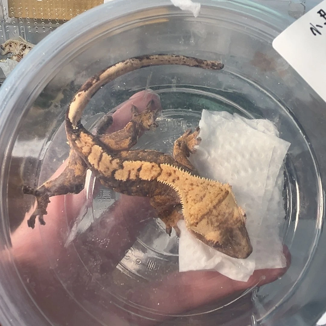 睫角守宫睫角守宫小丑一物一图母