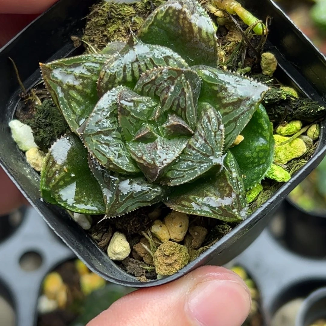 103实生寿一物一拍