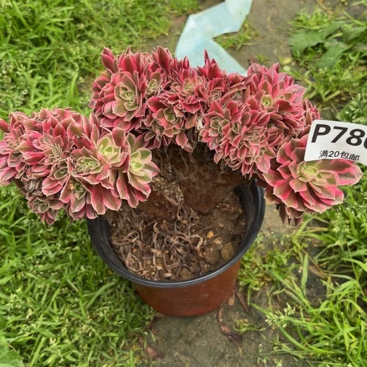 瑞妈多肉植物，786.粉女巫