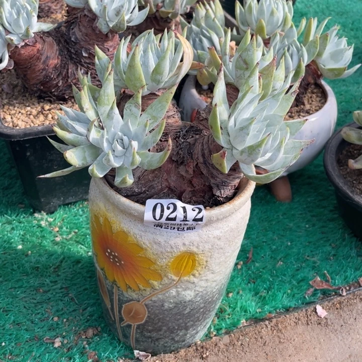 212号苹果多肉植物