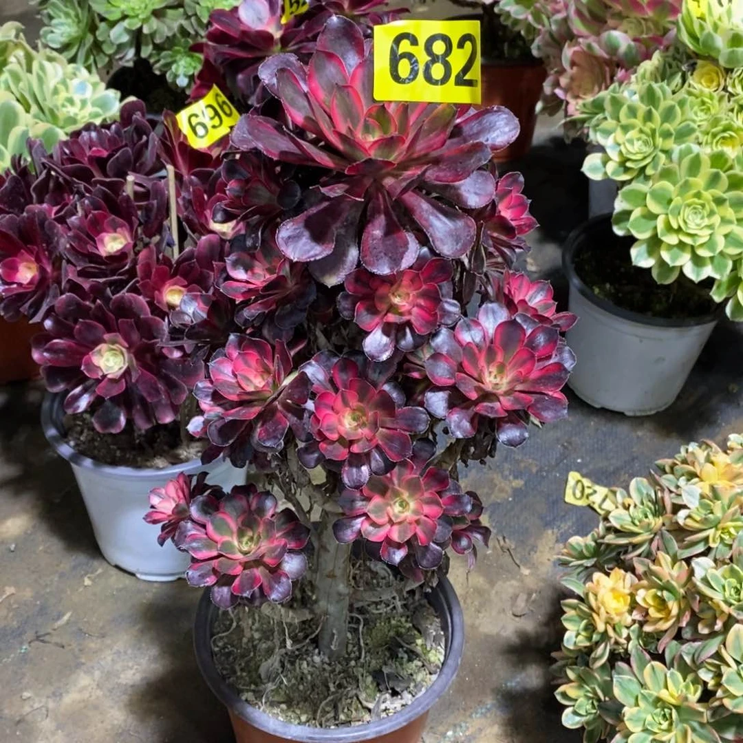 香奈多肉法师682