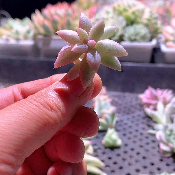 红蜻蜓白覆轮锦砍头