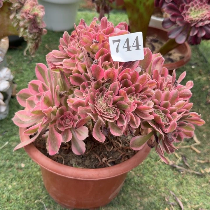 糖果女巫法师锦缀化744