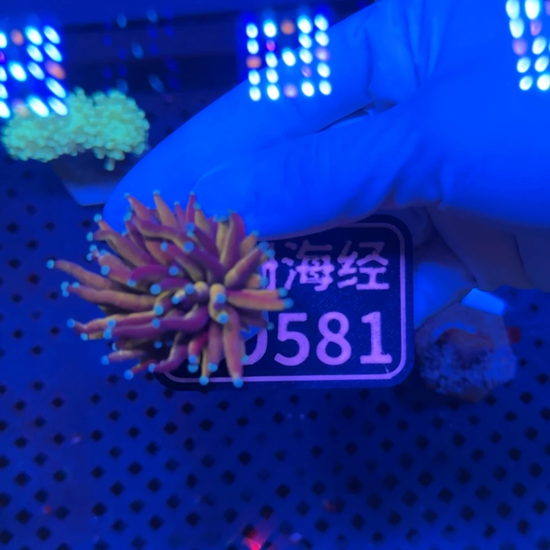 无***啦纽扣珊瑚又又不包邮苏拉威西火柴D581