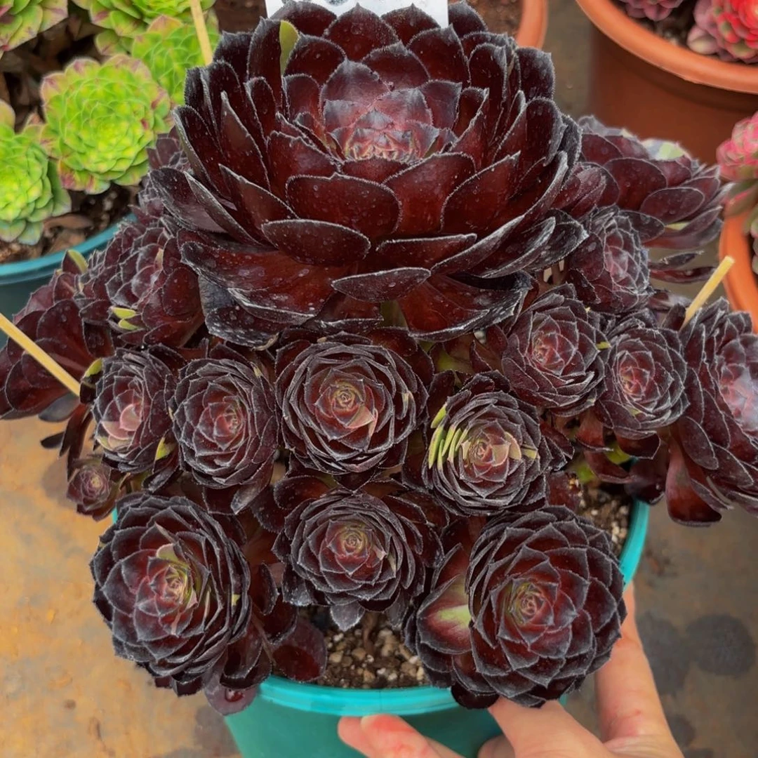 0964多肉植物黑寡妇