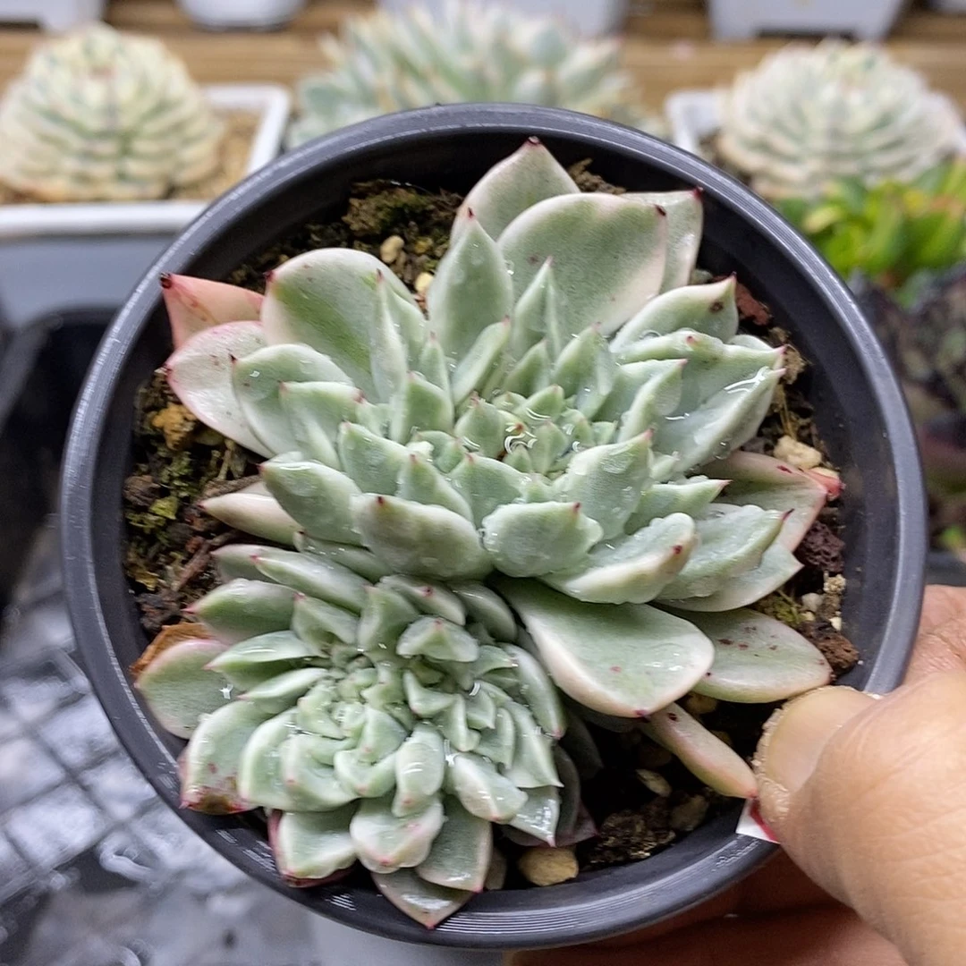 12144 拉霍亚爪锦缀