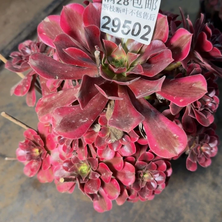 ，29502南美杜莎多肉植物
