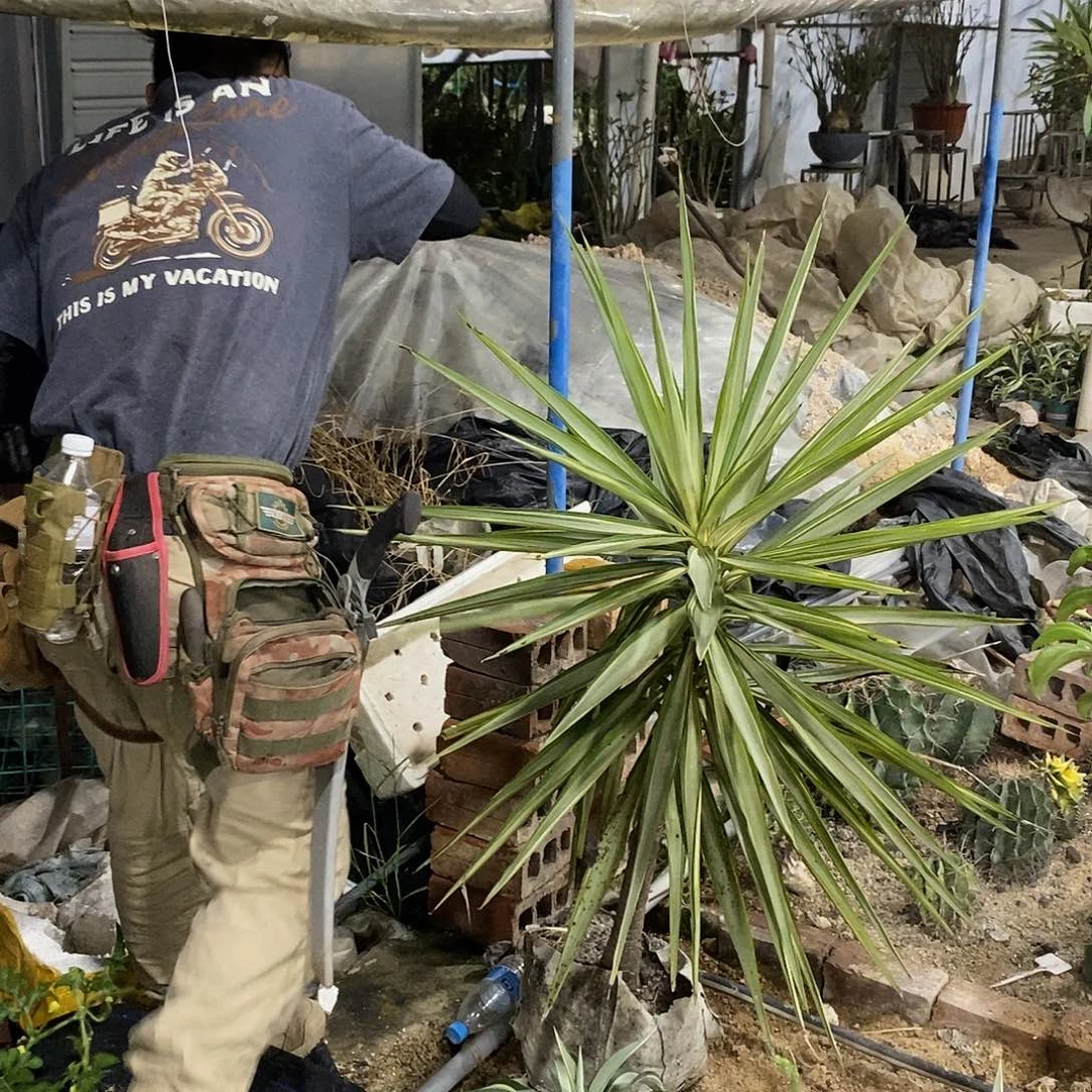 荷兰铁锦一物一拍120公分左右