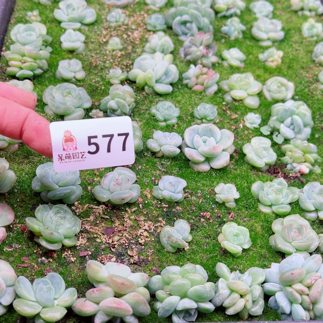 可***可多肉植物多肉植物