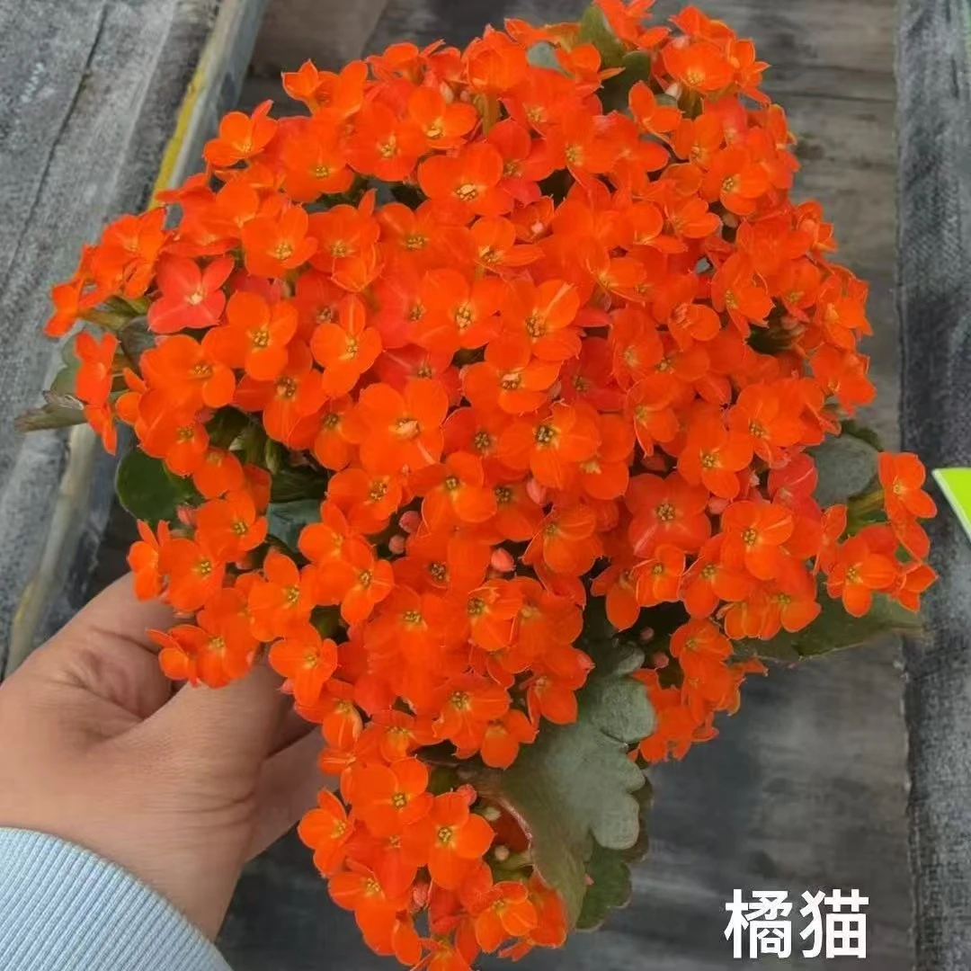 稀有种品单瓣橙猫5号链接花量大颜色亮会变色花期长11厘米盆
