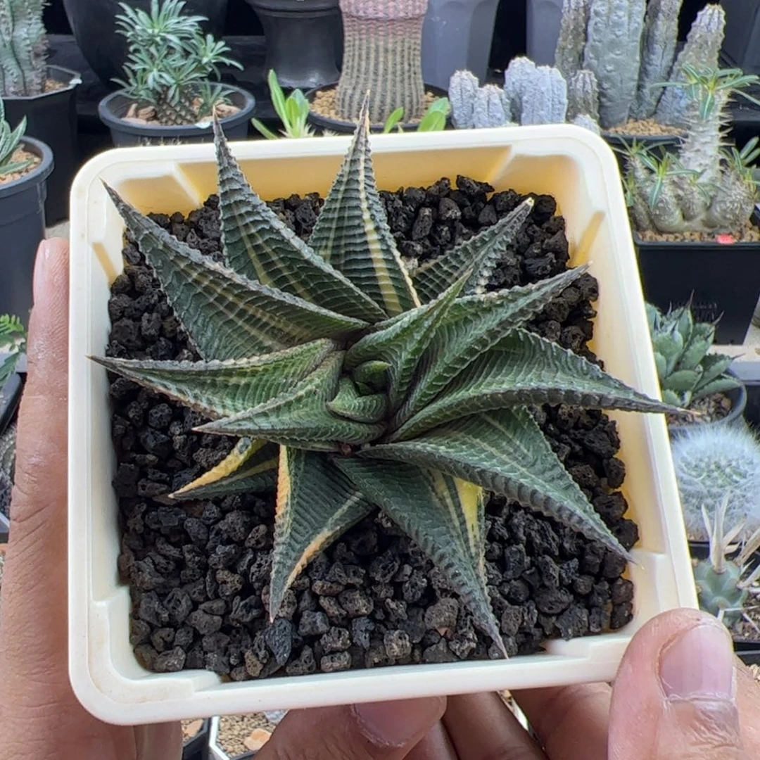 琉璃殿10一物一拍脱土发