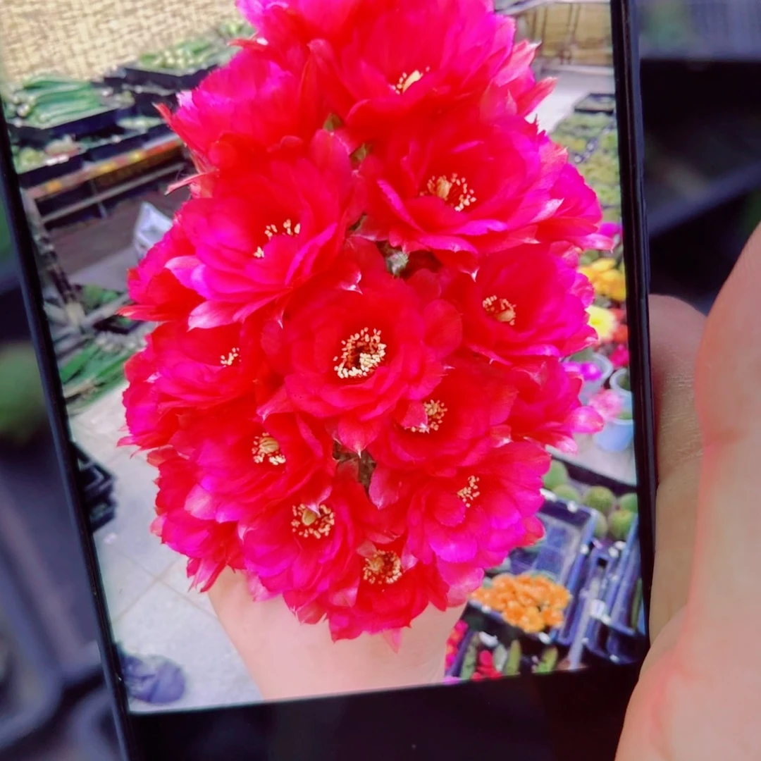 下55白檀1 歪无根侧芽3一4公分左右20包邮