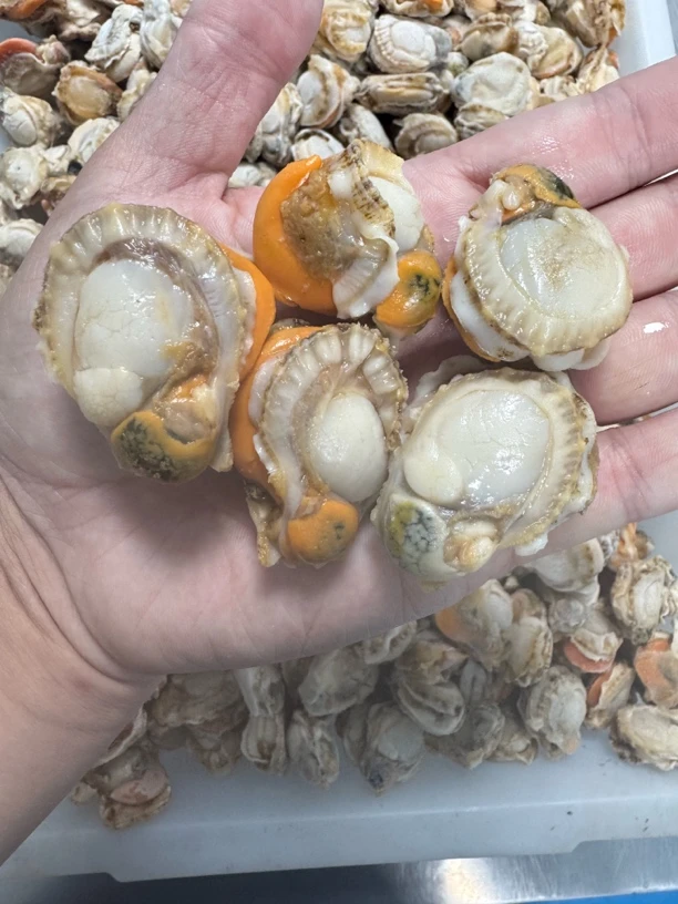 大连长海县野生新鲜扇贝肉，顺丰包邮