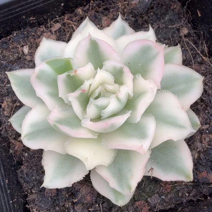 大锦边紫蝴蝶锦腹欧你锦