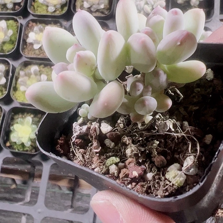 苹果奶精品多肉植物