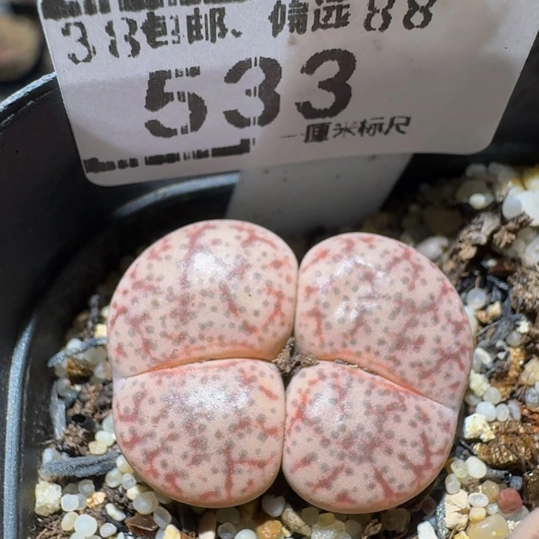 zzzz生石花肉锥子533