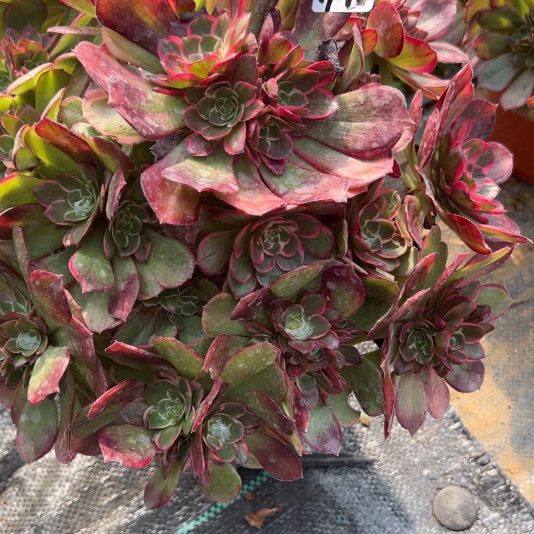 阿*12粉花妖多肉多肉