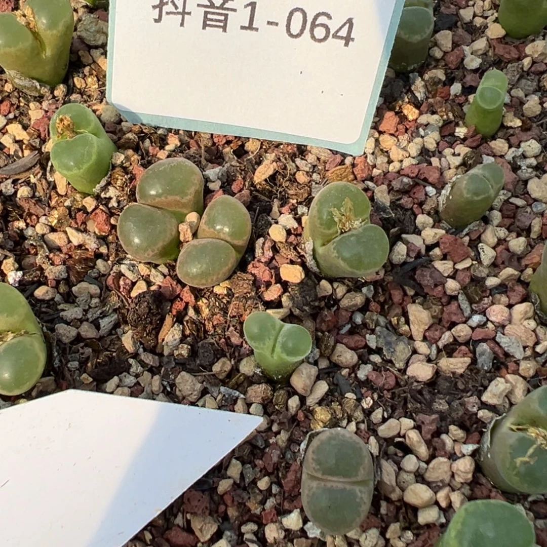 1-64量拍sh2067碧眼磁铁风铃5颗