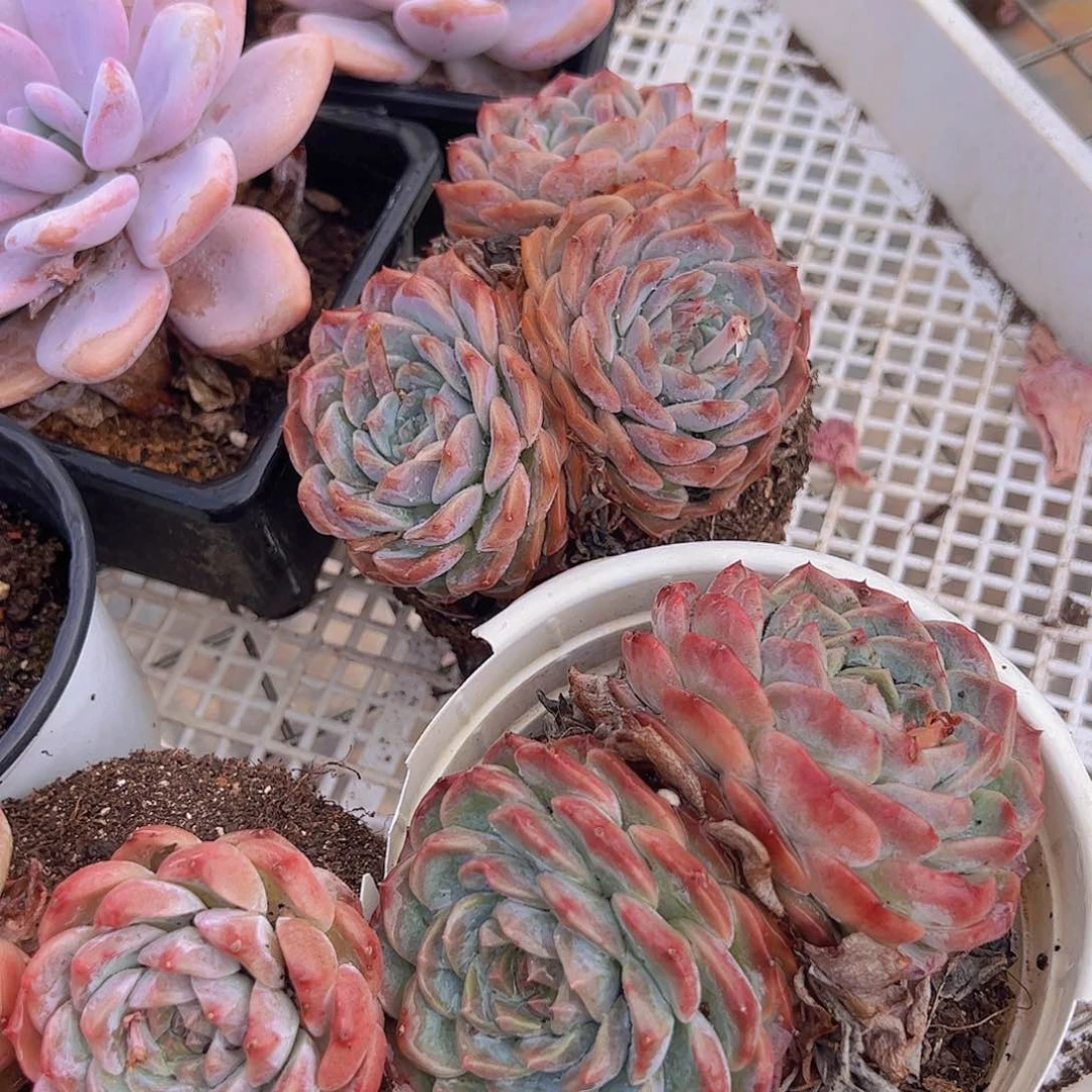 冰橙双头起发老桩精品二盆