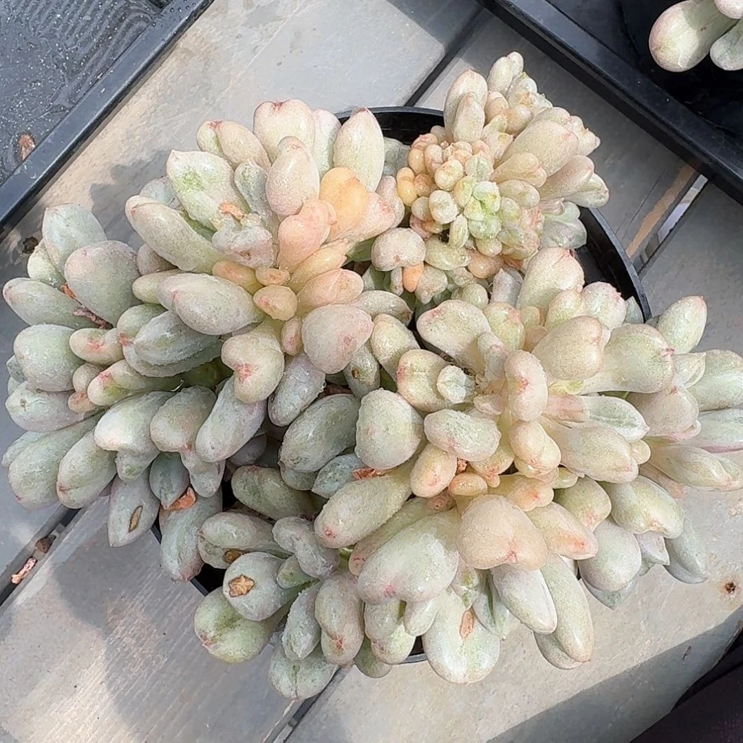 从前慢多肉编号比尔盖茨