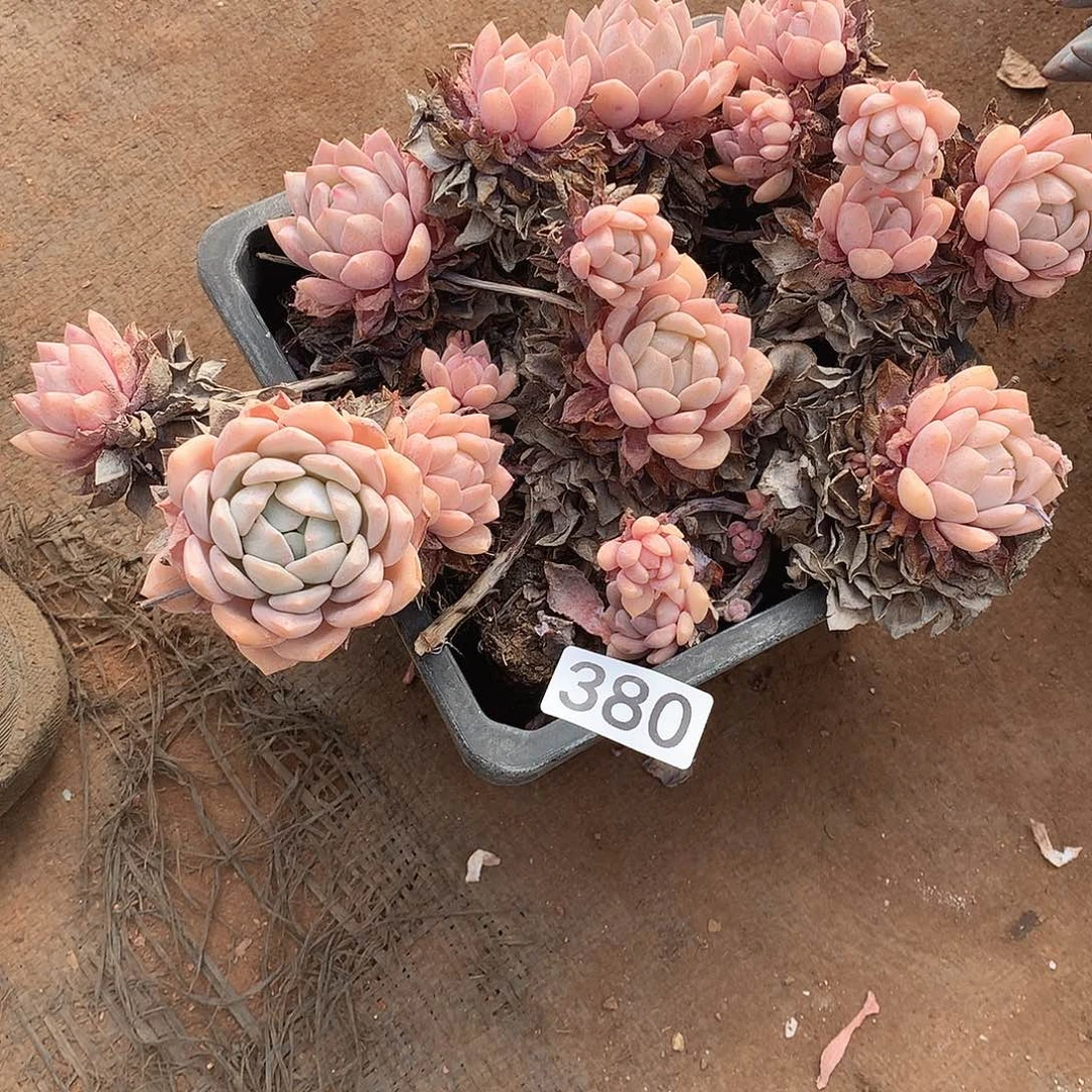 380 一物一拍多肉