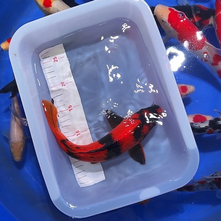 海水鱼锦鲤的尾巴和翅膀