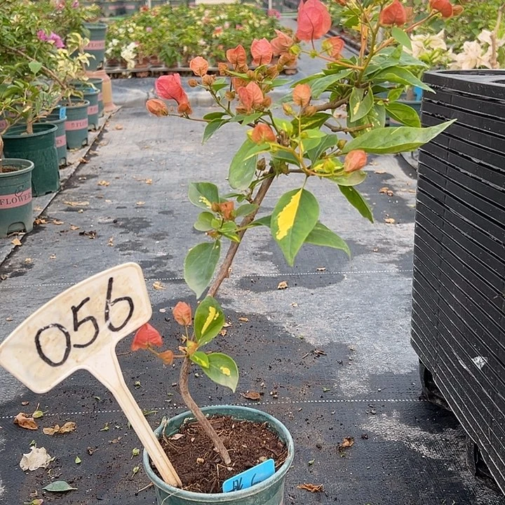 当前无花栽培后可以开花棒棒糖型 橙白橙粉同株 056