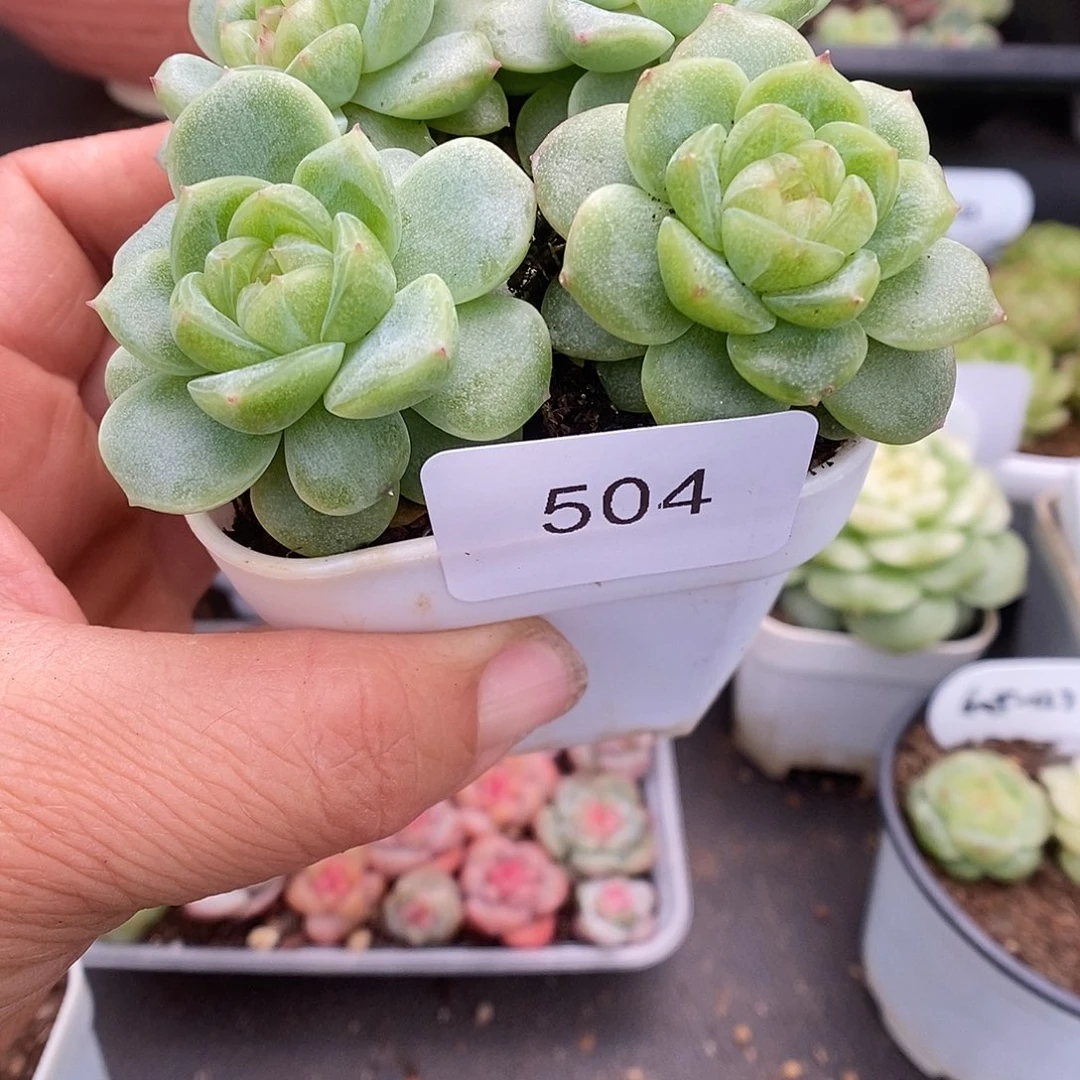 一物一拍一物一拍926-504