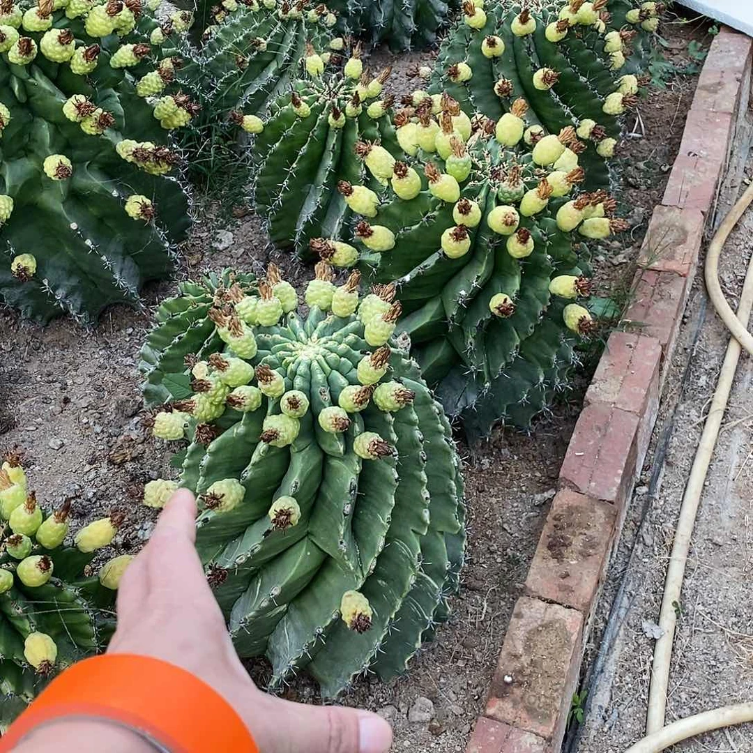 9***7雎鸠玉一个。