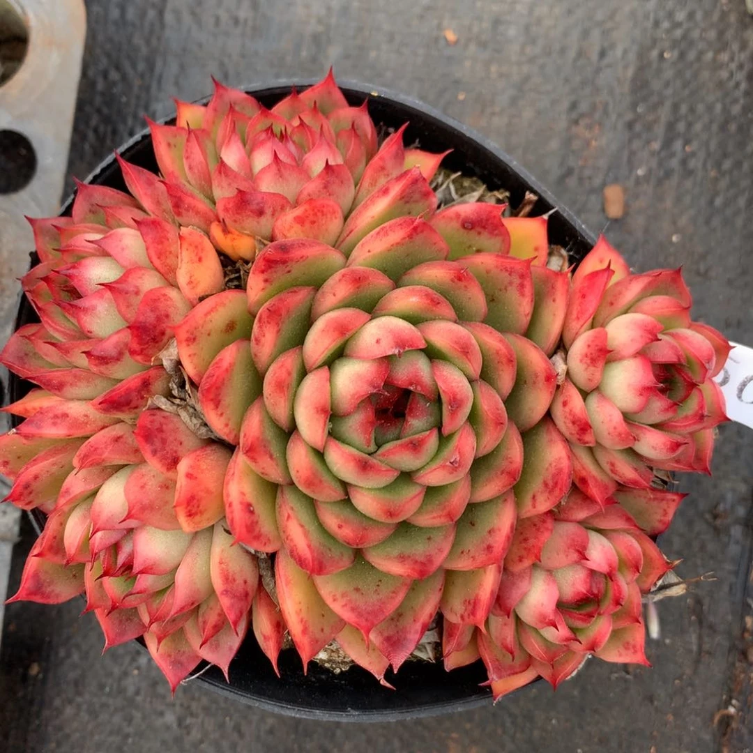 5007杂交精品基地12厘米