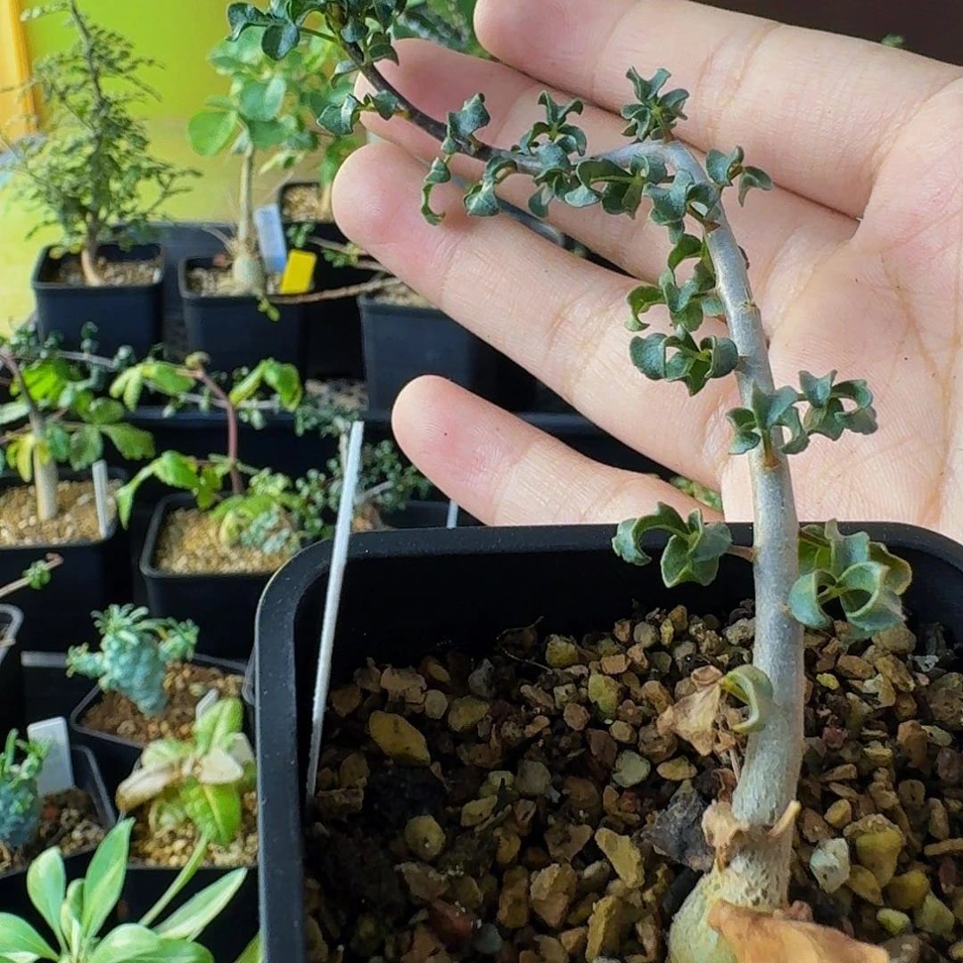 特价 实生包正版包对版低海拔卡塔夫顺丰空运包邮