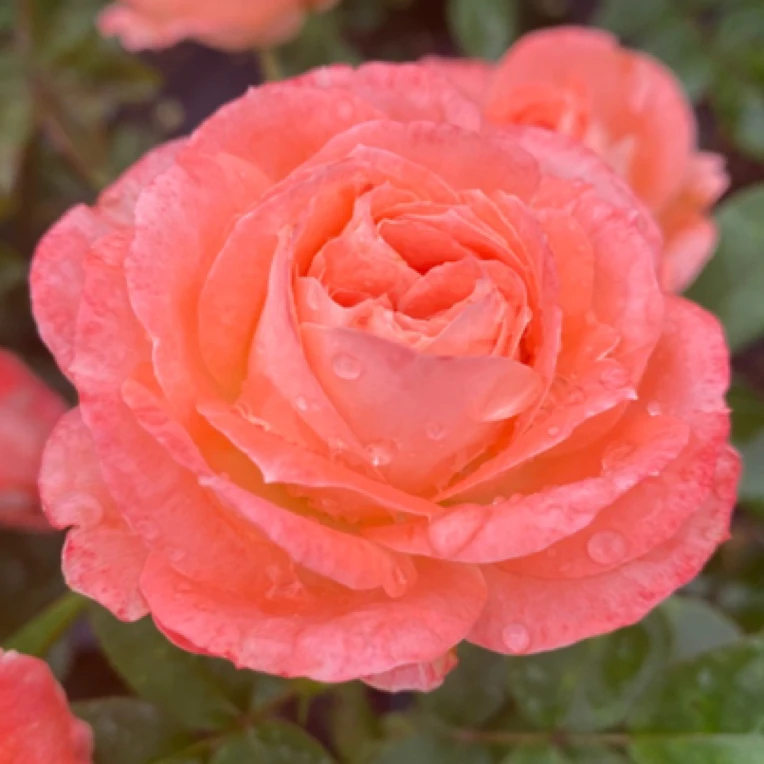 诺娃阳台月季花两加仑月季棒棒糖