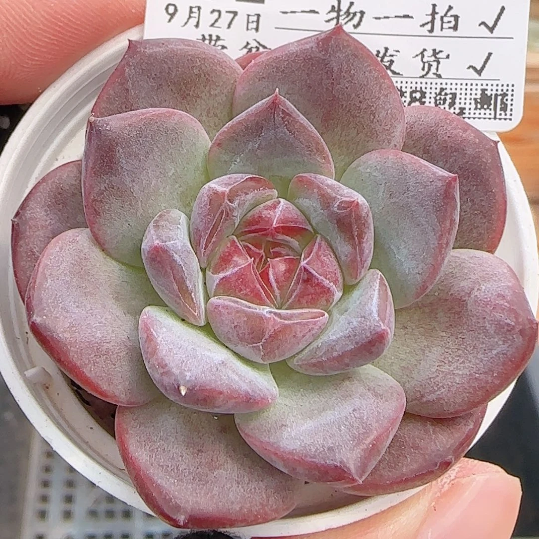 多肉0927--292琥珀天使珍妮