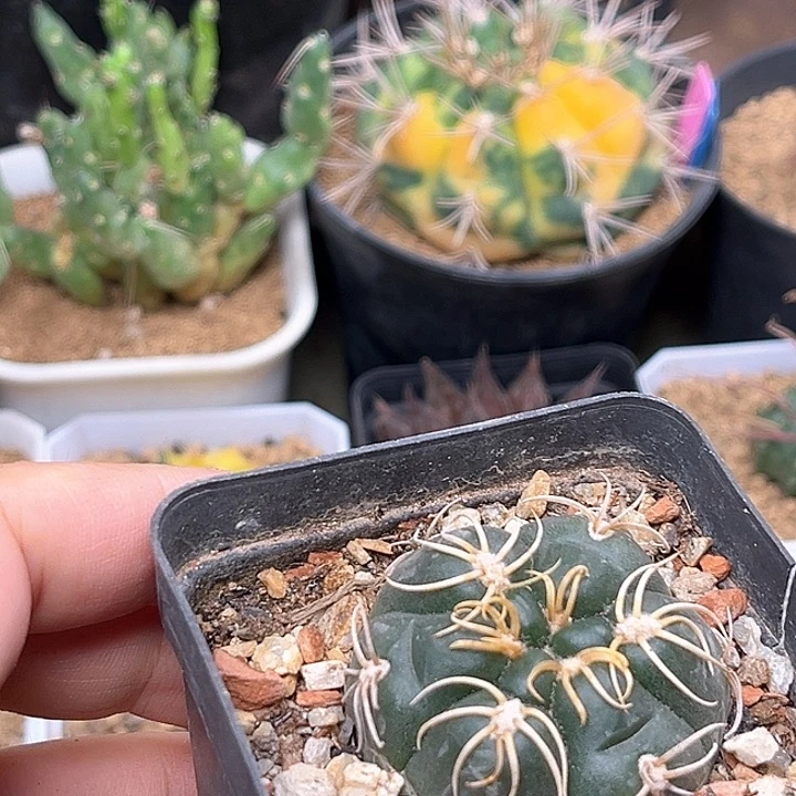 无花朵蜘蛛刺海王实生