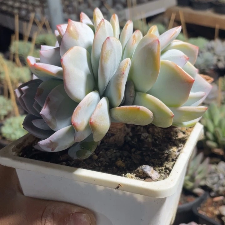 高腿，棒棒糖，韩奶，粗腿