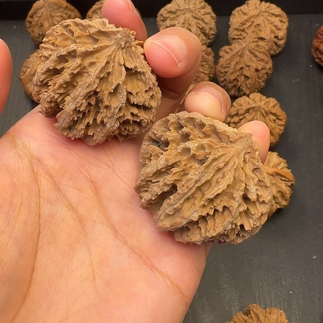 核桃突突突突突突突突突突突