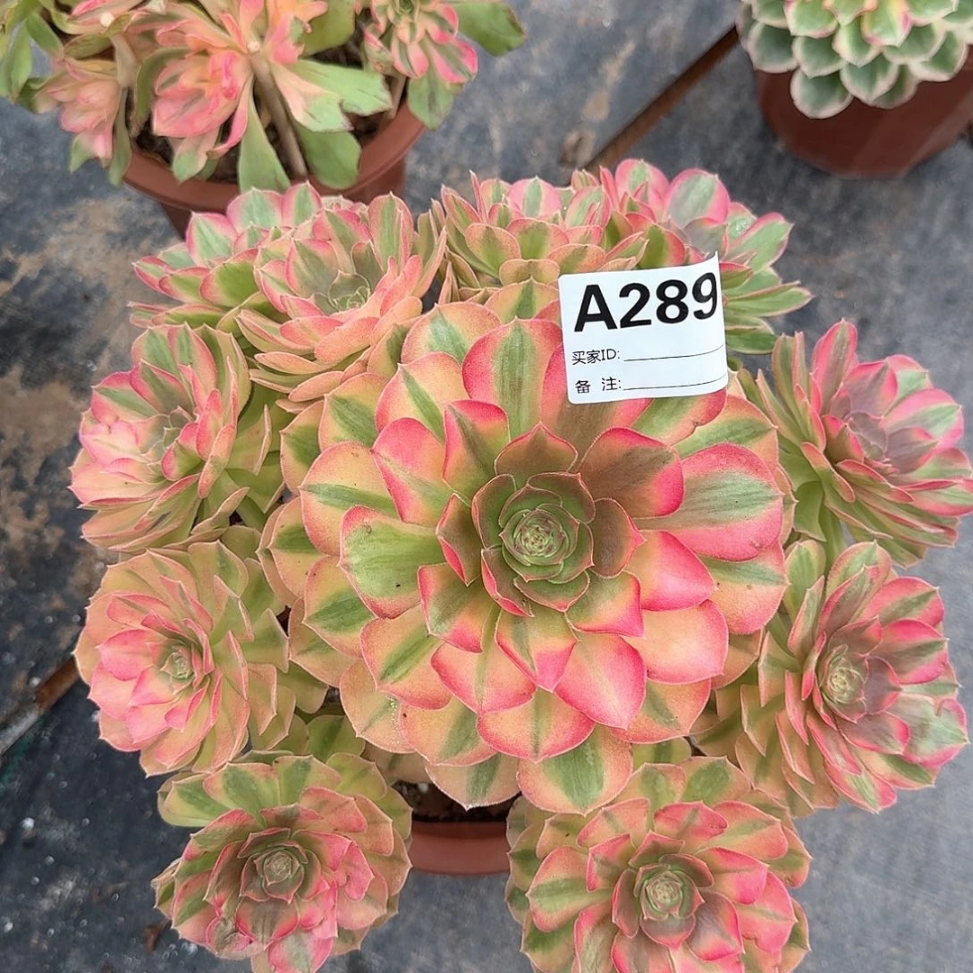 雨荷多肉法师aaa289