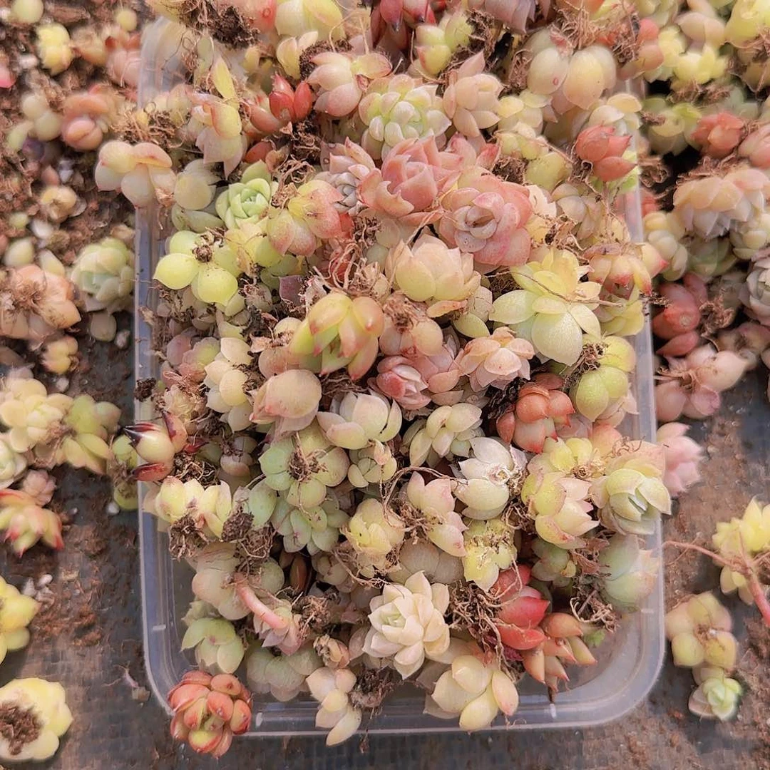 饭盒小苗保底100颗以上量拍