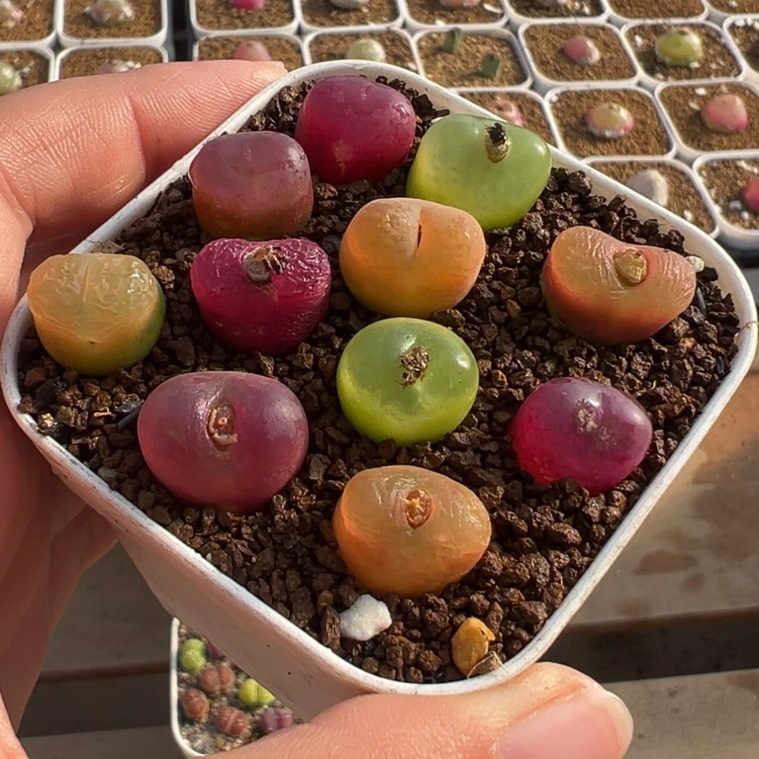 084多肉植物种类多样