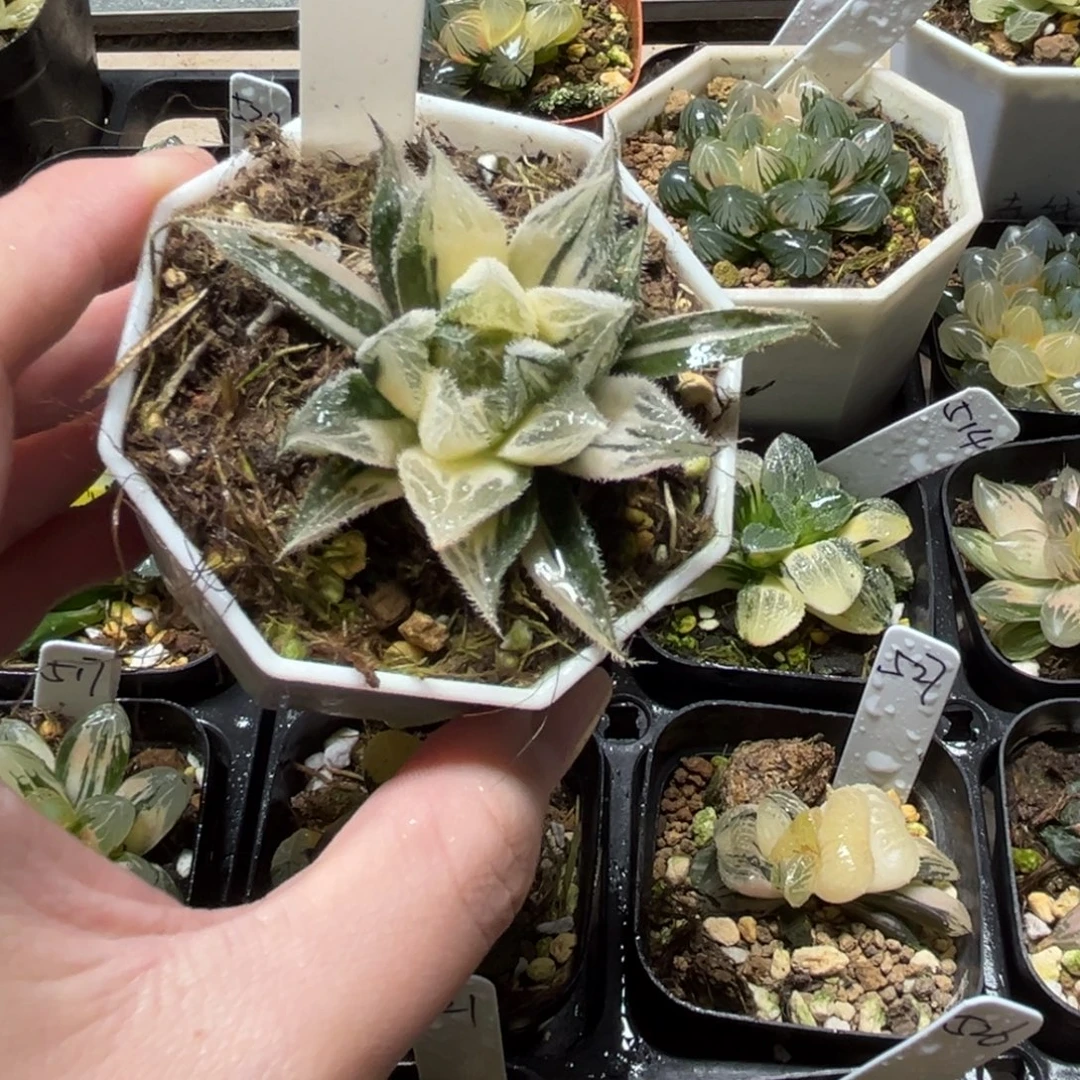 538绘卷玉露锦一物一拍