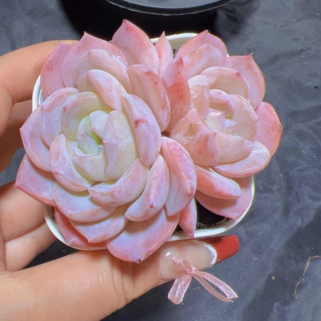 小*裙多肉植物，多肉植物，