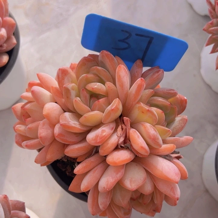 健健康康平平安安