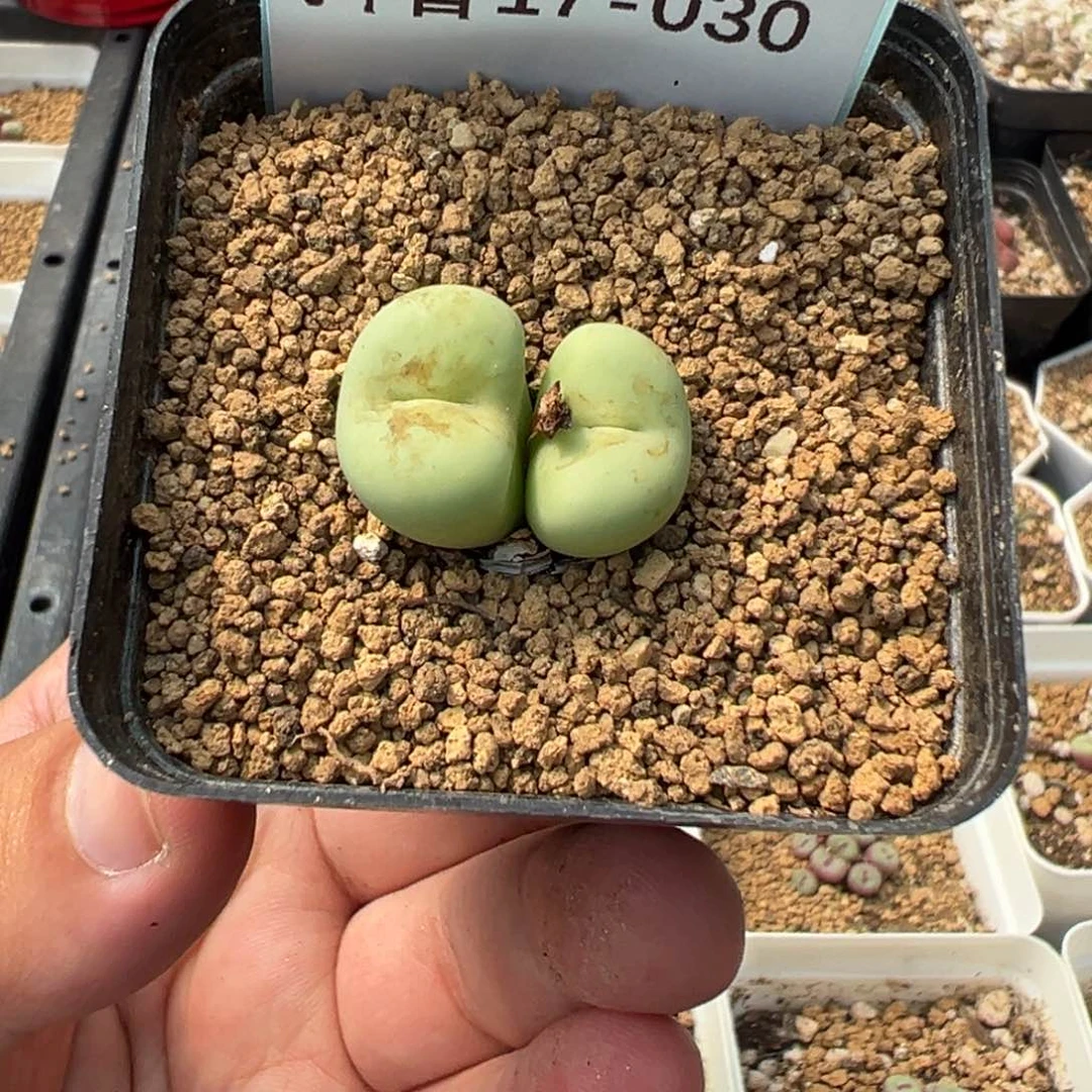 17-30大型红嘴多肉