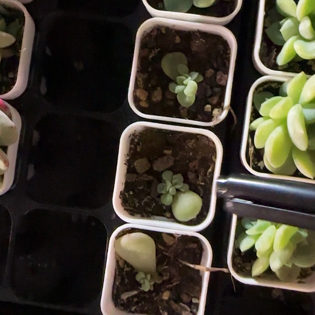 小肥财富中盆7号床一个满25包邮