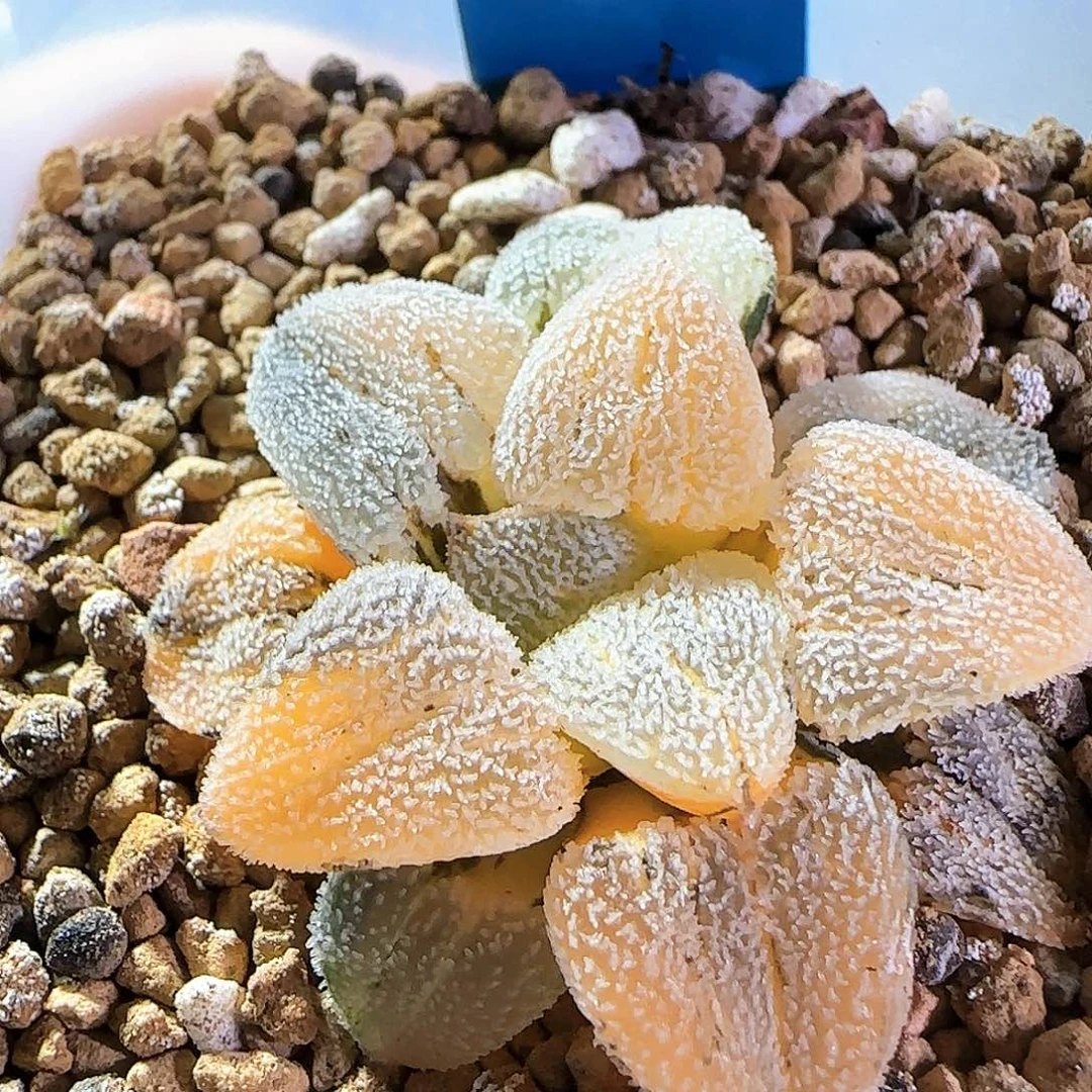 400号雪之礼锦一物一拍带盆土