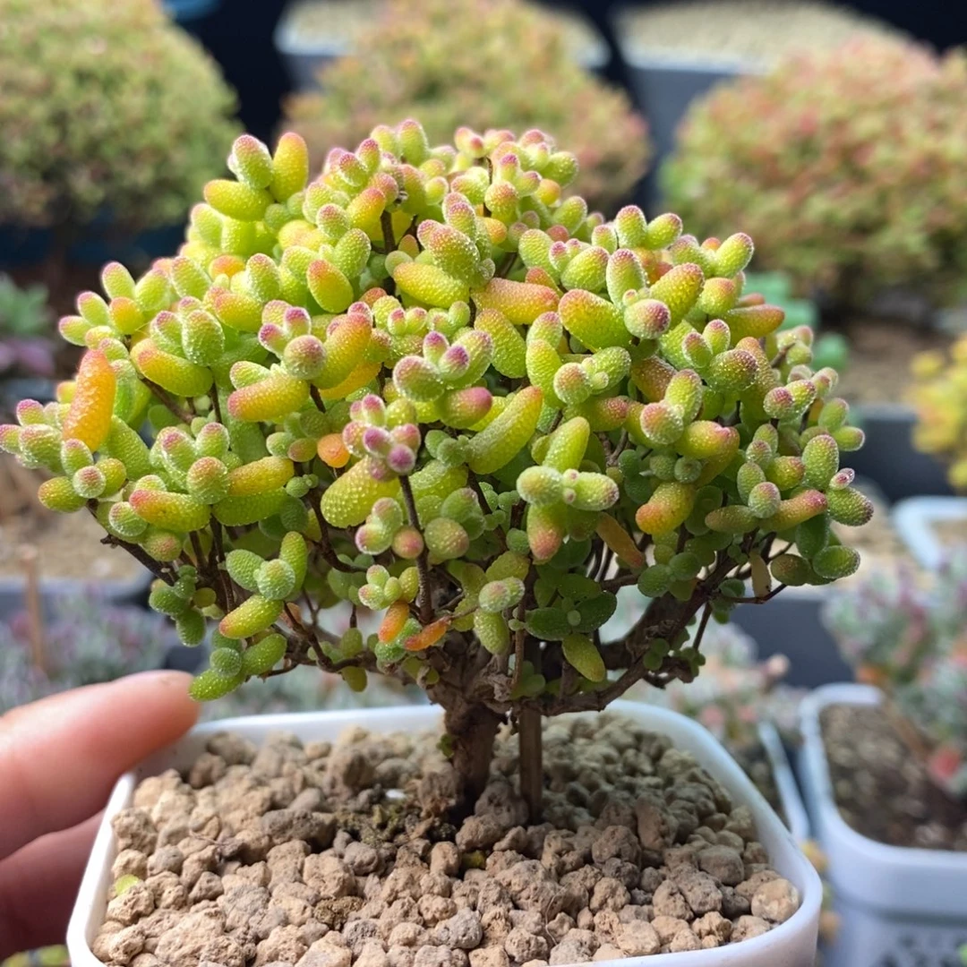 2409蜜橘糖球 。
