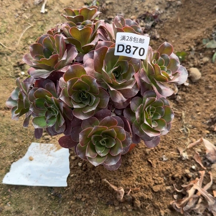 870 清棚处理不包断枝