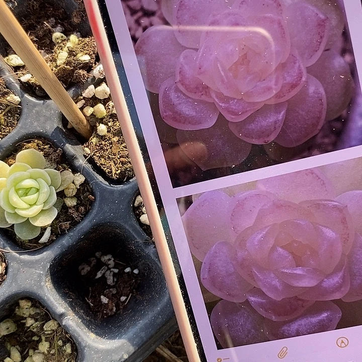 标274玉茗穴盘一个