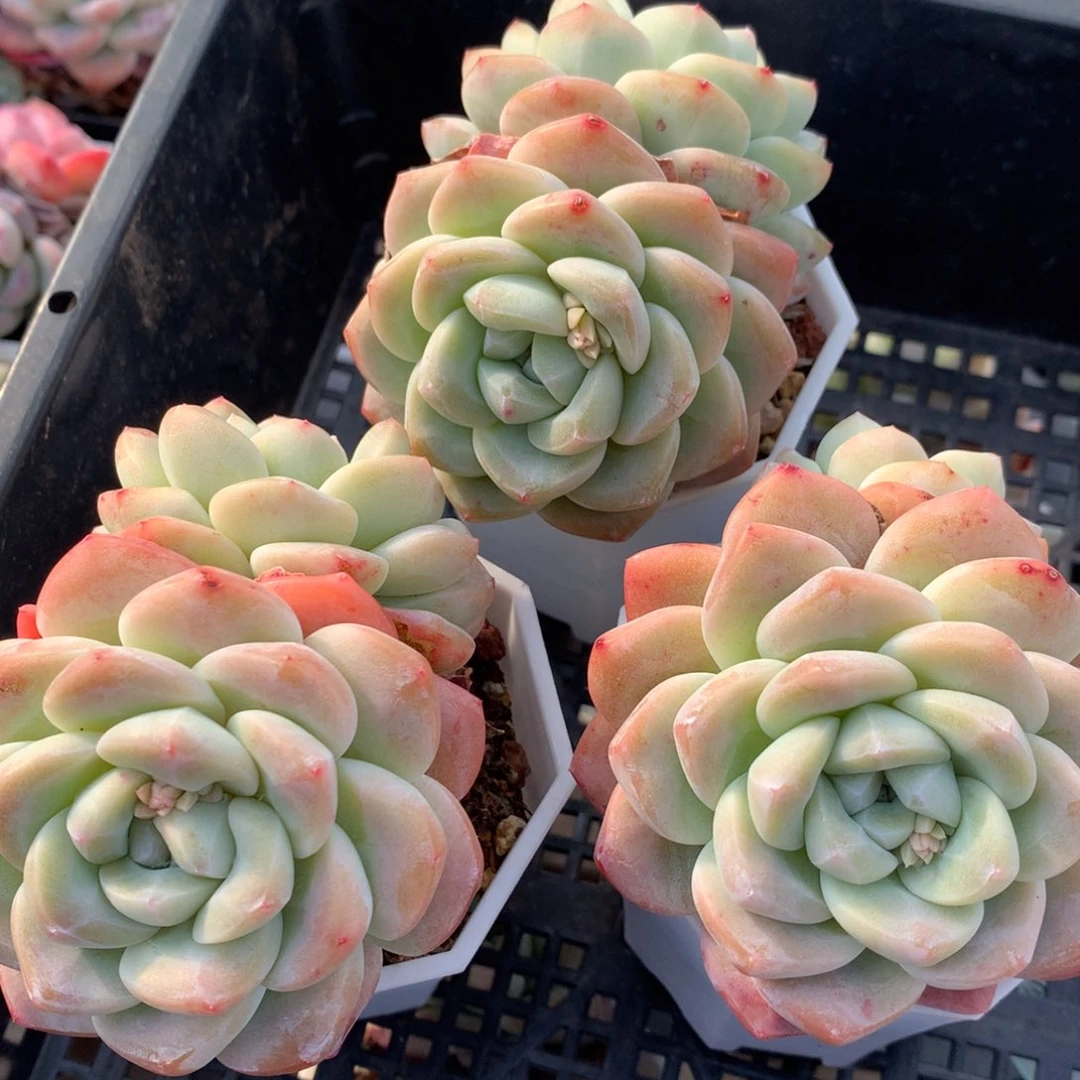 0221-47 老桩冰玉三颗